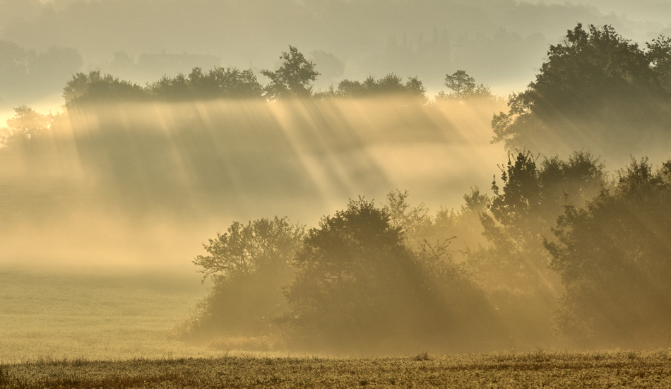 *Nebel & Licht*