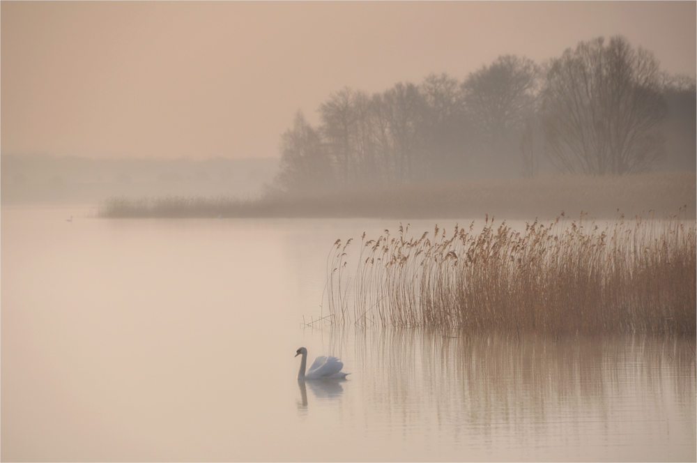 #  Nebel-Licht