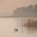 #  Nebel-Licht