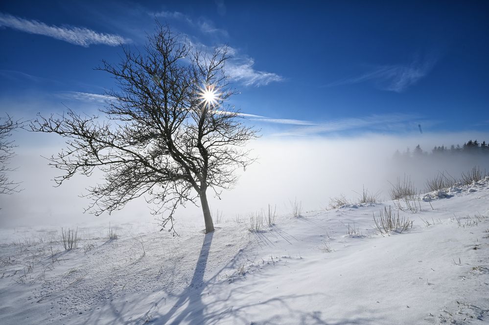 Nebel... Licht... und Schatten...