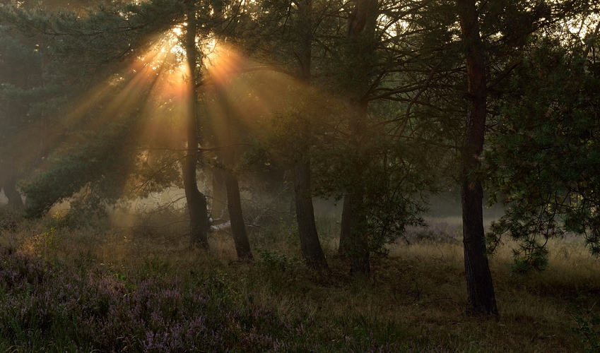 Nebel-Lichtstimmung auf der Mehlinger Heide