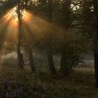 Nebel-Lichtstimmung auf der Mehlinger Heide