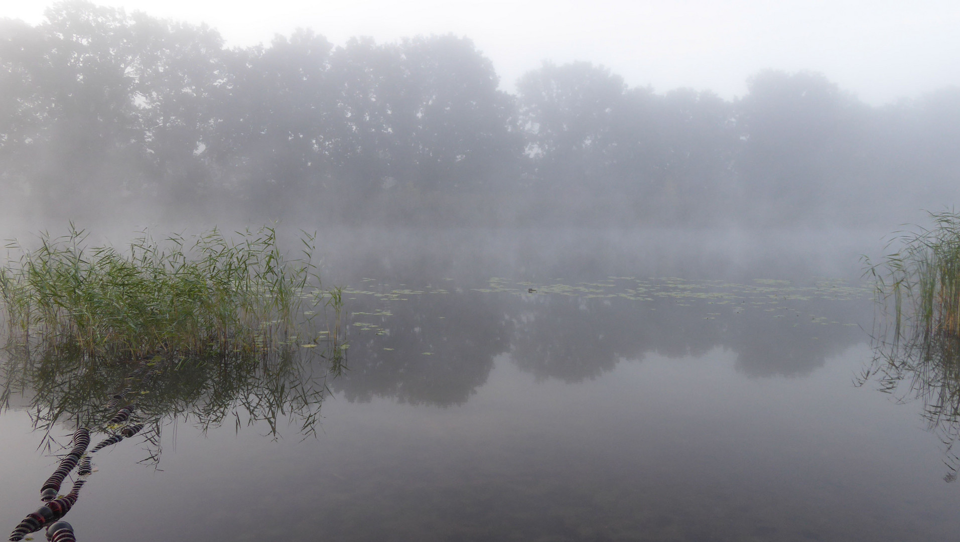 Nebel liegt auf dem See