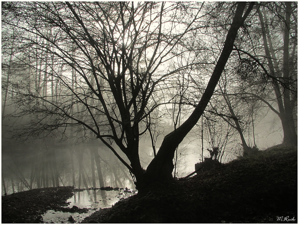 Nebel liegt über der Tauber ,