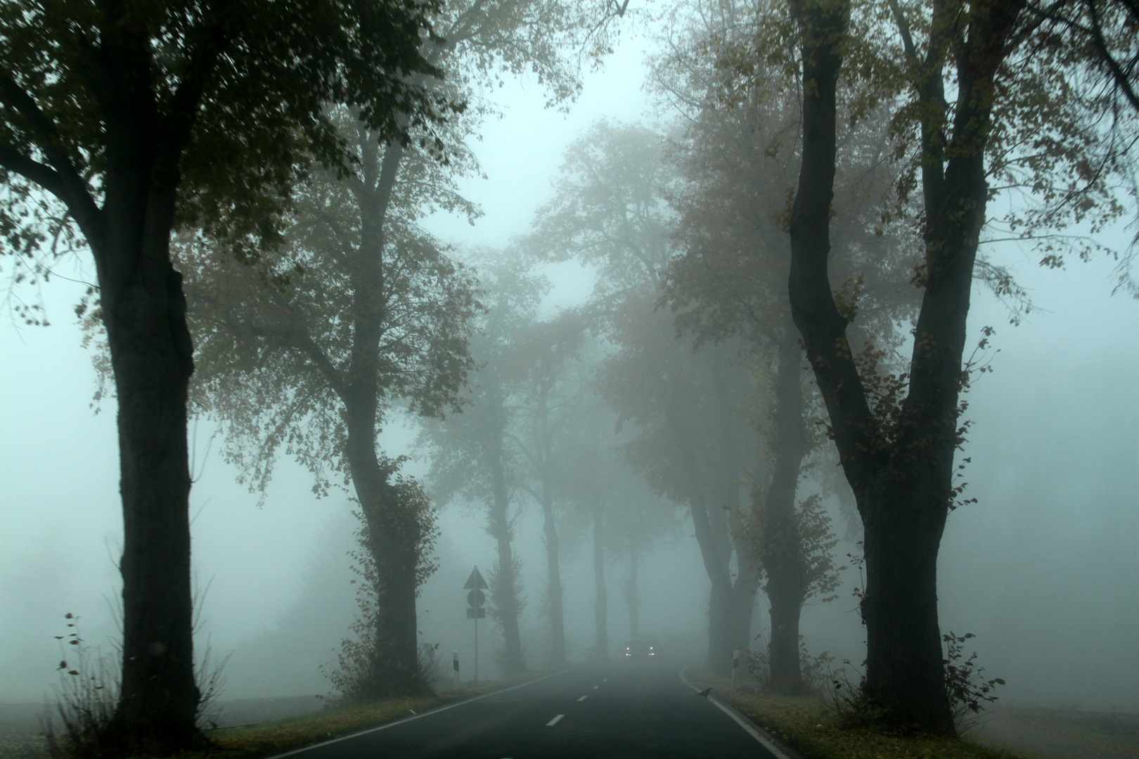 Nebel macht alles ein wenig schöner....