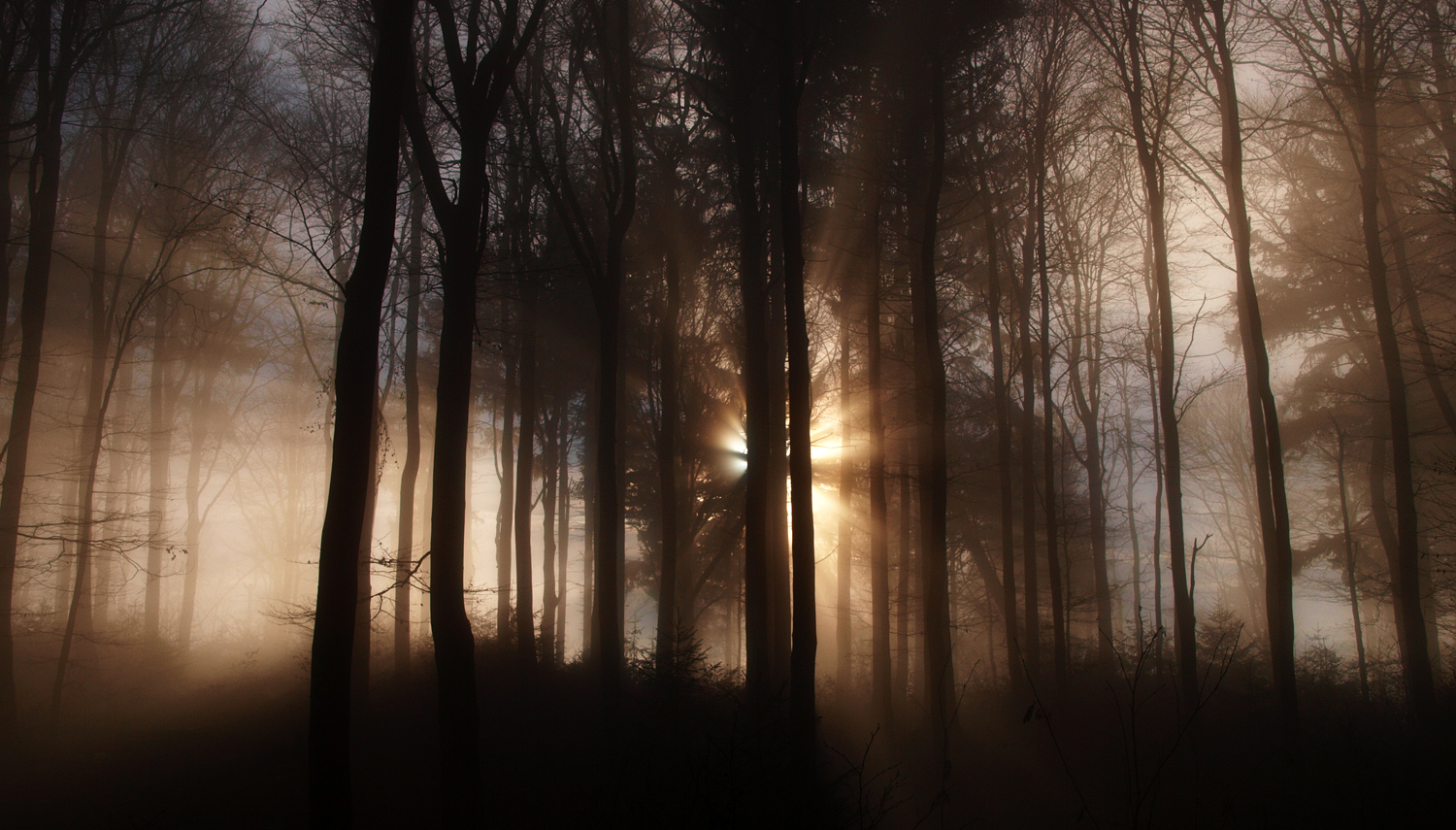 Nebel macht die Natur mystisch