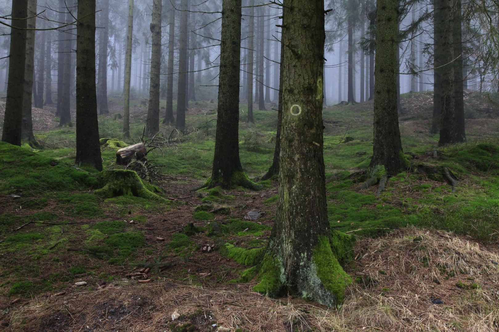 Nebel-Märchen-Wald