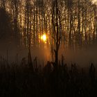 nebel maisfeld wald sonnenaufgang