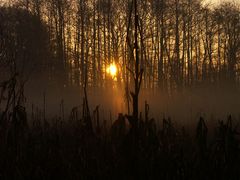 nebel maisfeld wald sonnenaufgang