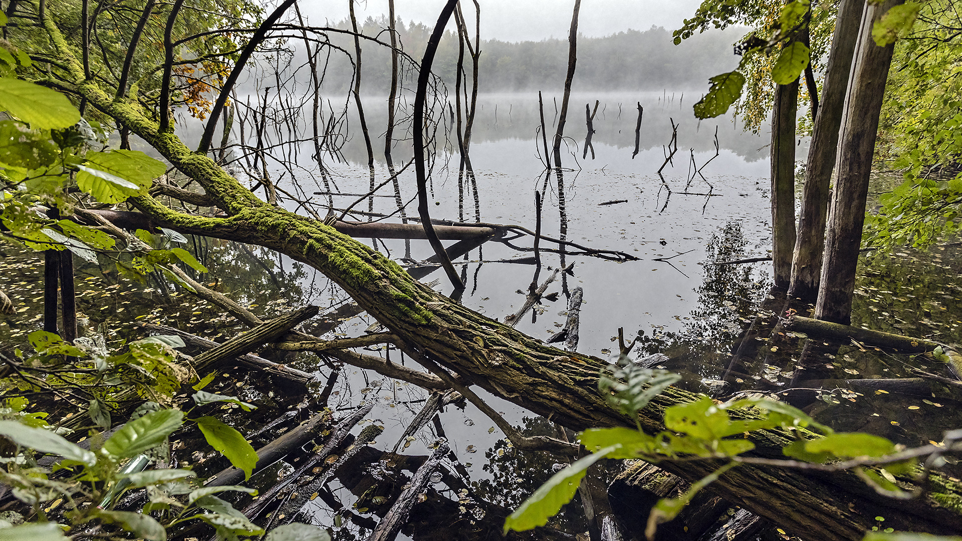 NEBEL-MIKADO am Vogelsberger See  (2)