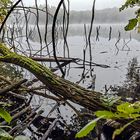 NEBEL-MIKADO am Vogelsberger See  (2)