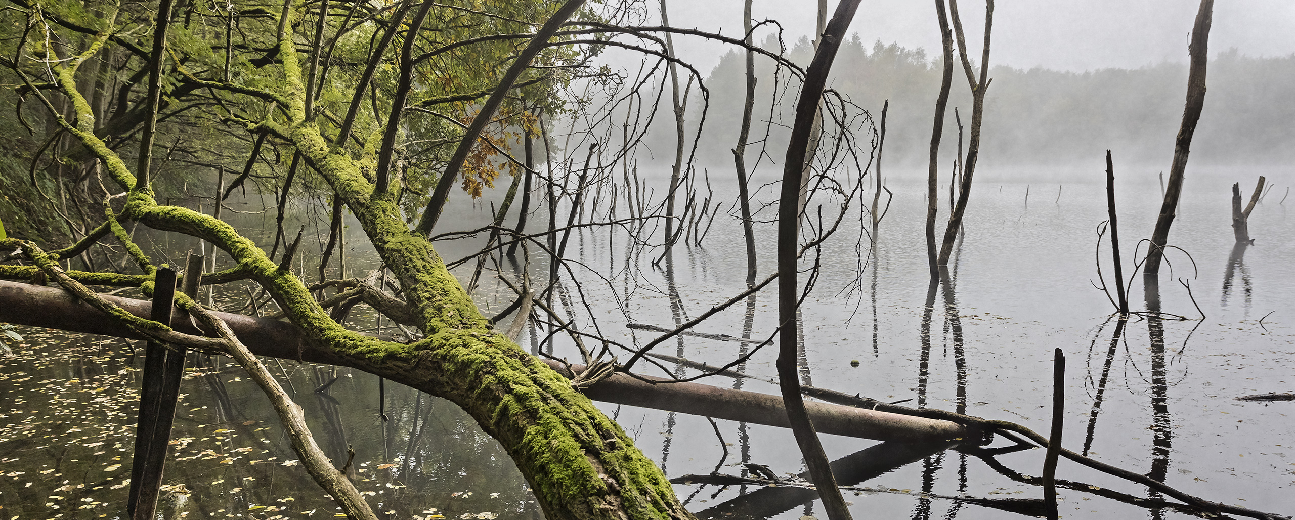 NEBEL-MIKADO am Vogelsberger See