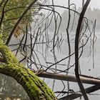 NEBEL-MIKADO am Vogelsberger See