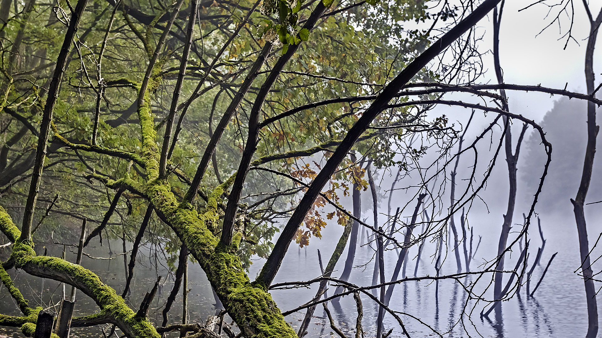 NEBEL-MIKADO am Vogelsberger See (3)