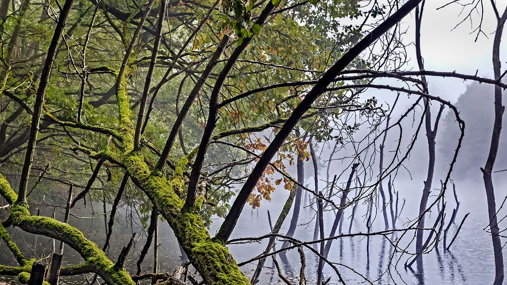 NEBEL-MIKADO am Vogelsberger See (3)