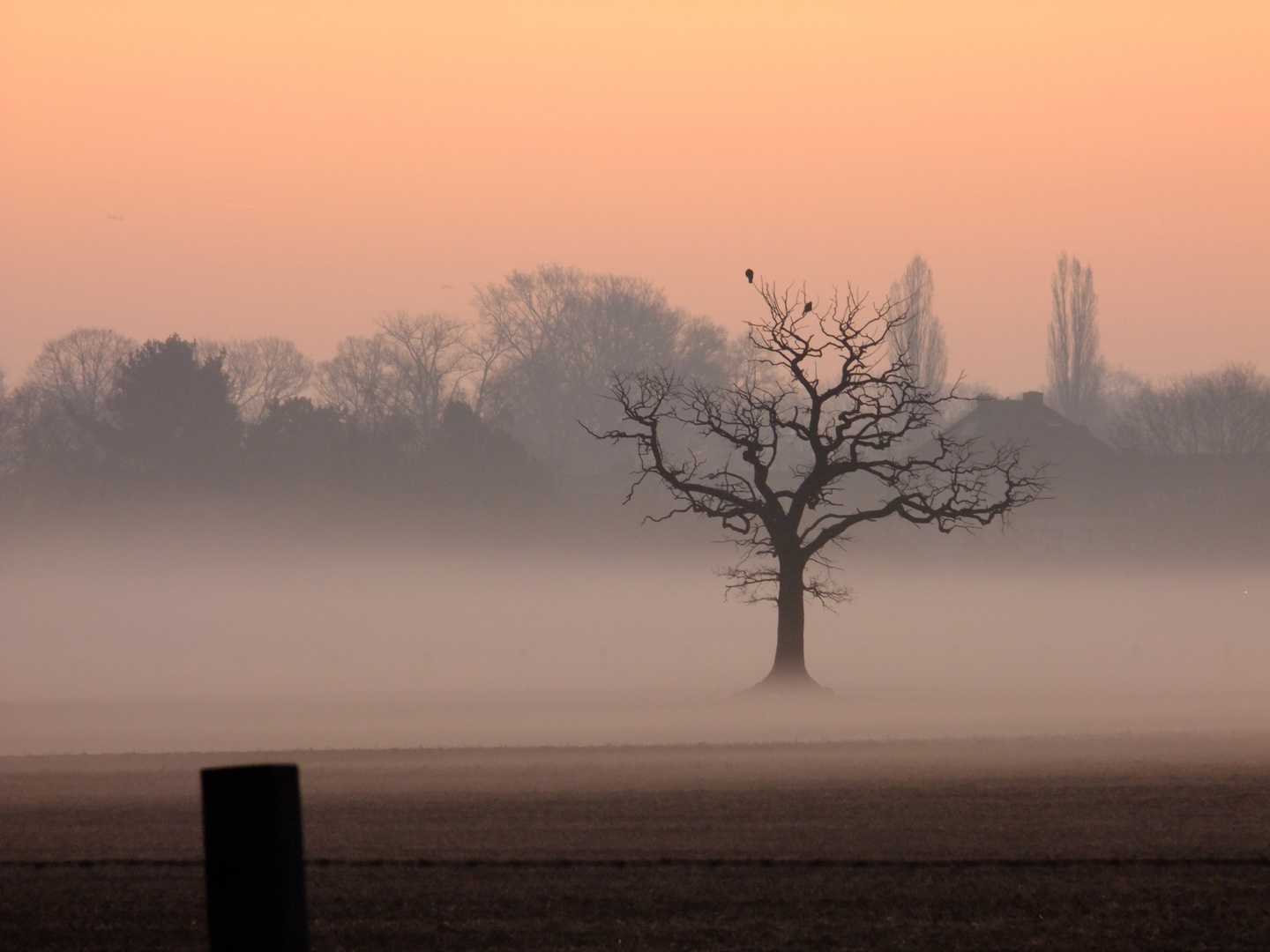 Nebel mit Baum, oder umgekehrt.