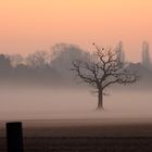 Nebel mit Baum, oder umgekehrt.