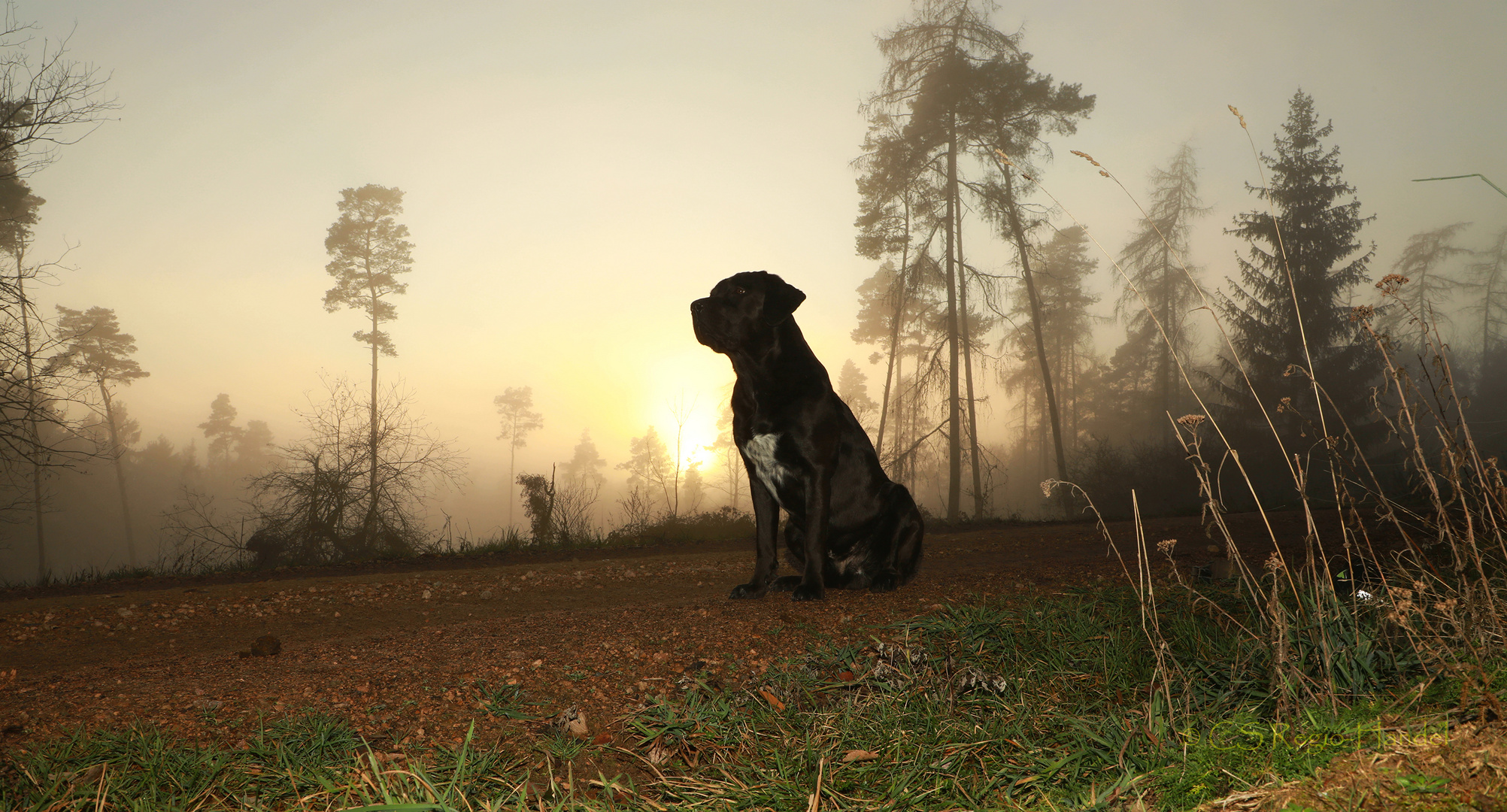 Nebel mit "Brownie" 