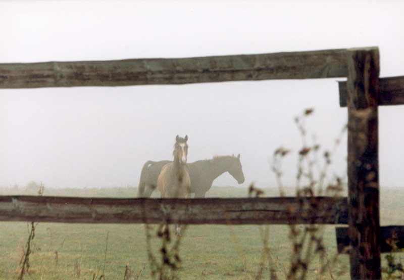 Nebel mit Pferden