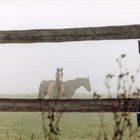 Nebel mit Pferden