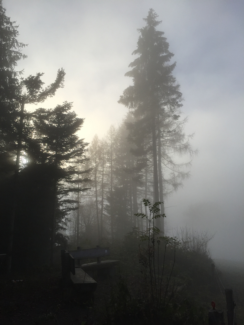 Nebel mit Sonne und Wald