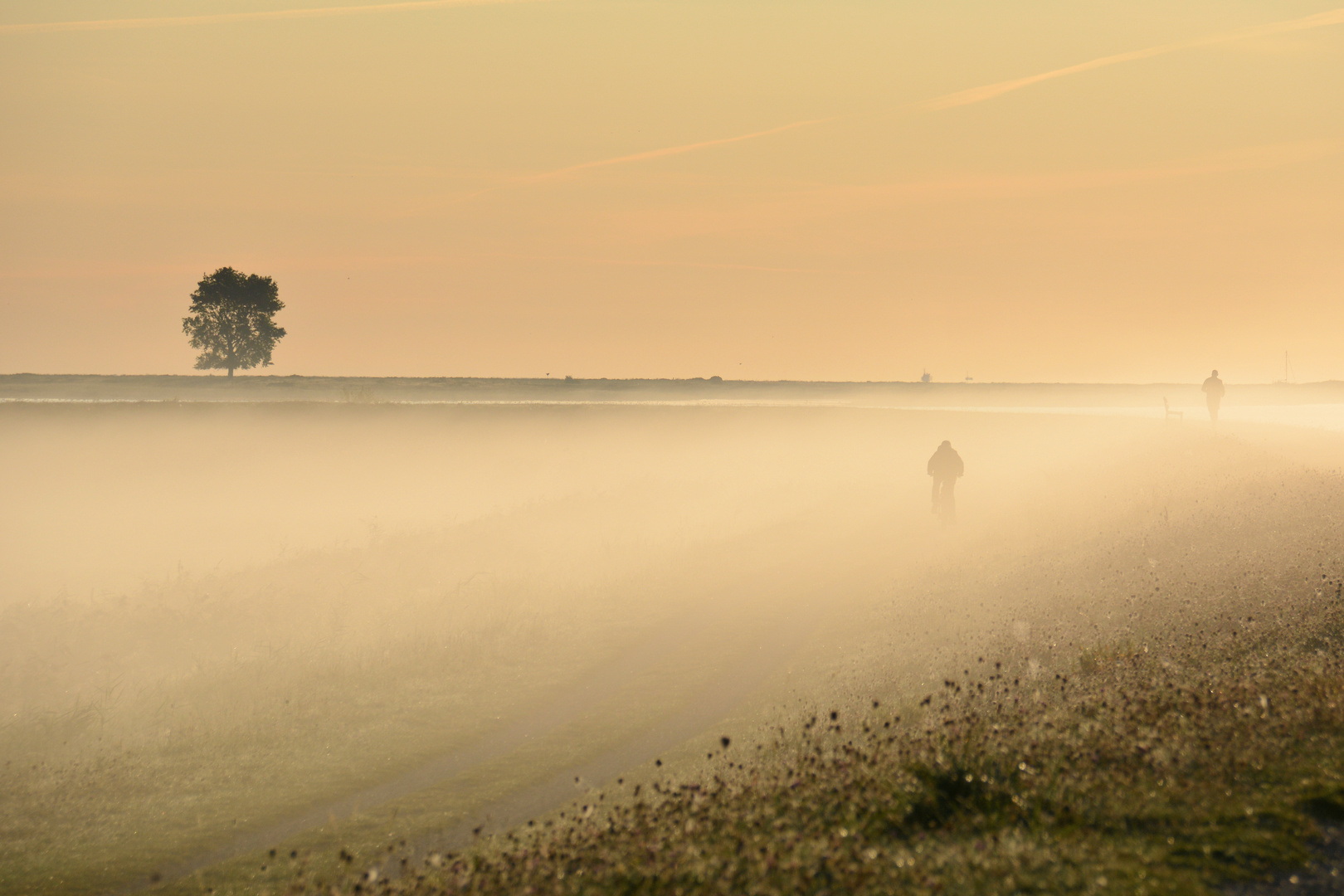 Nebel-Morgen... (2)