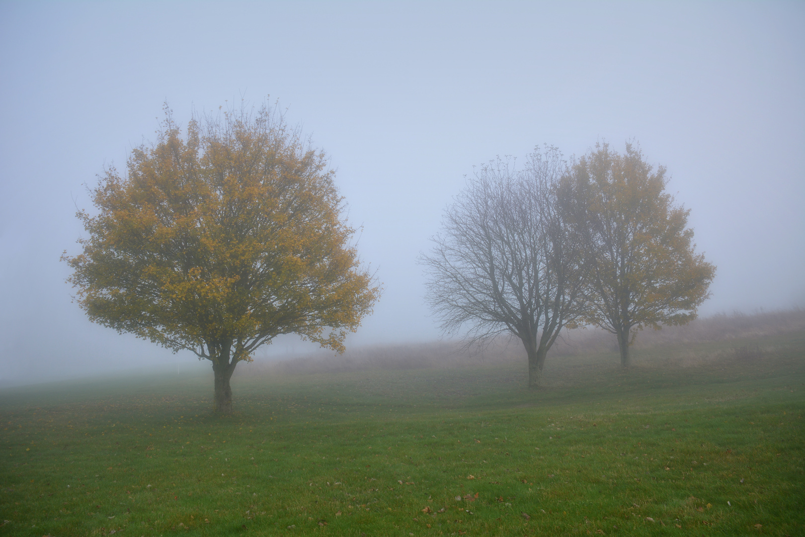 Nebel-Morgen... 