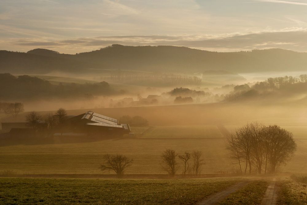 Nebel-Morgen...