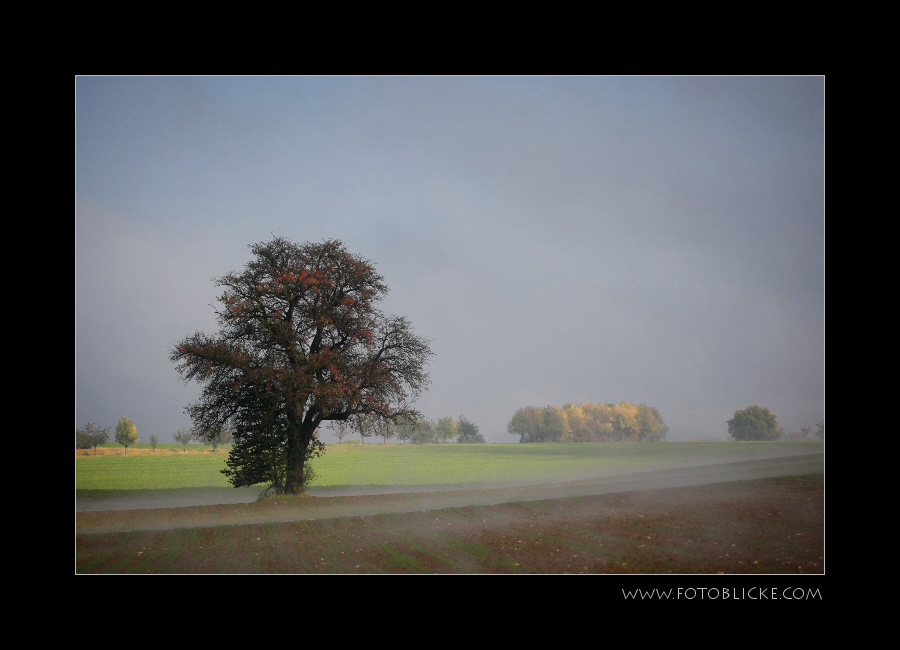 Nebel Morgen