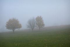 Nebel-Morgen... 