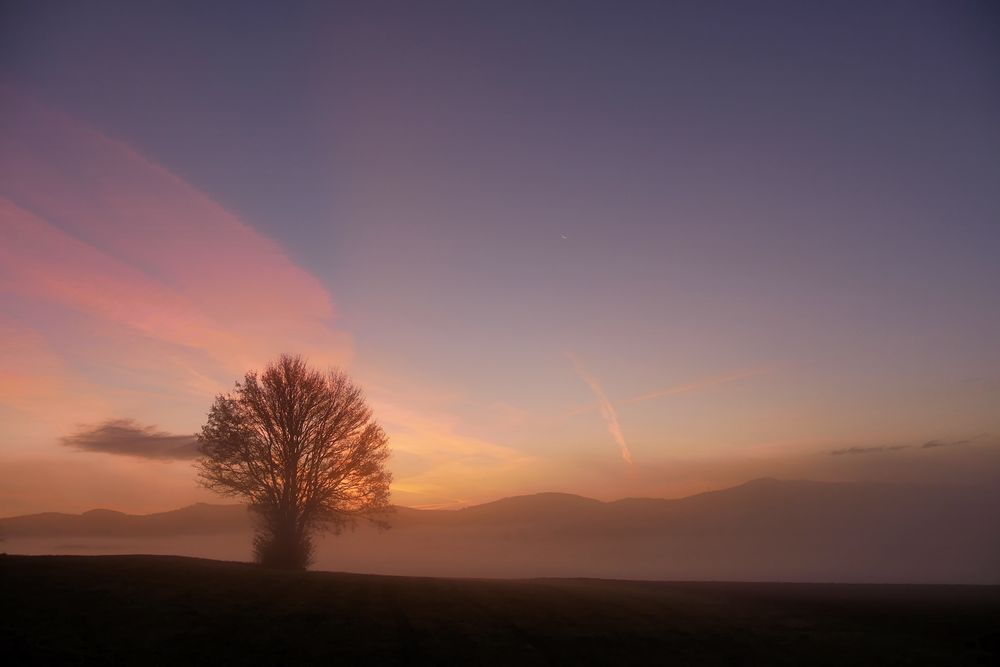 Nebel-Morgen...