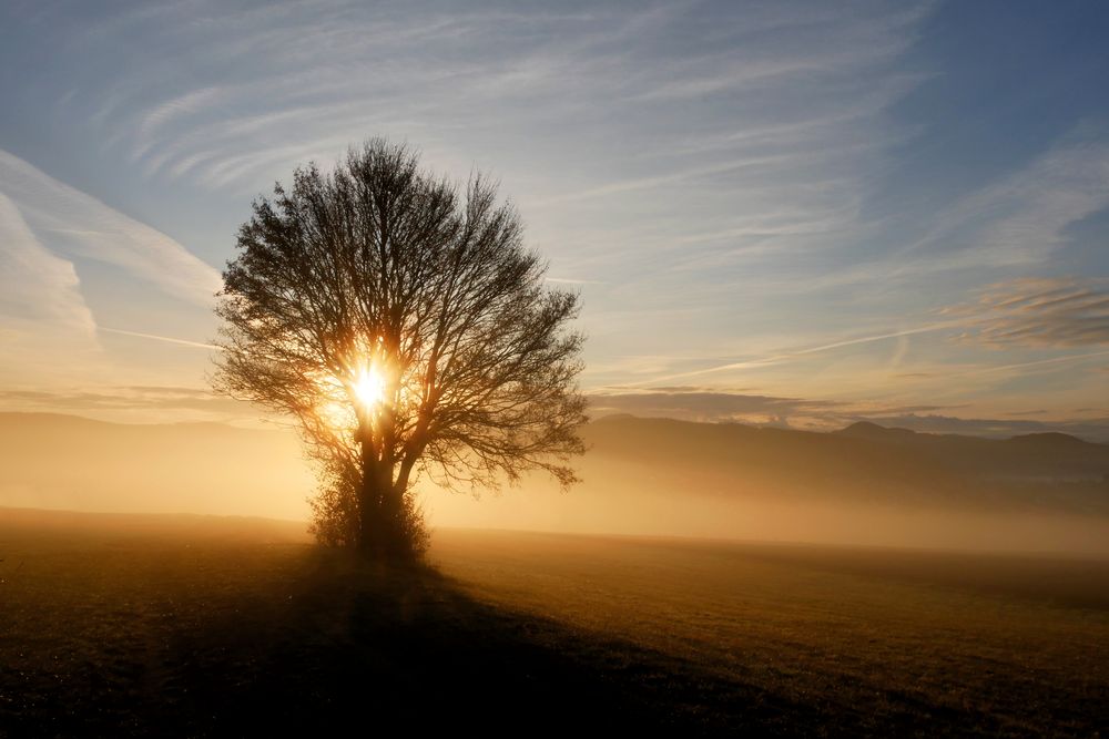 Nebel-Morgen...