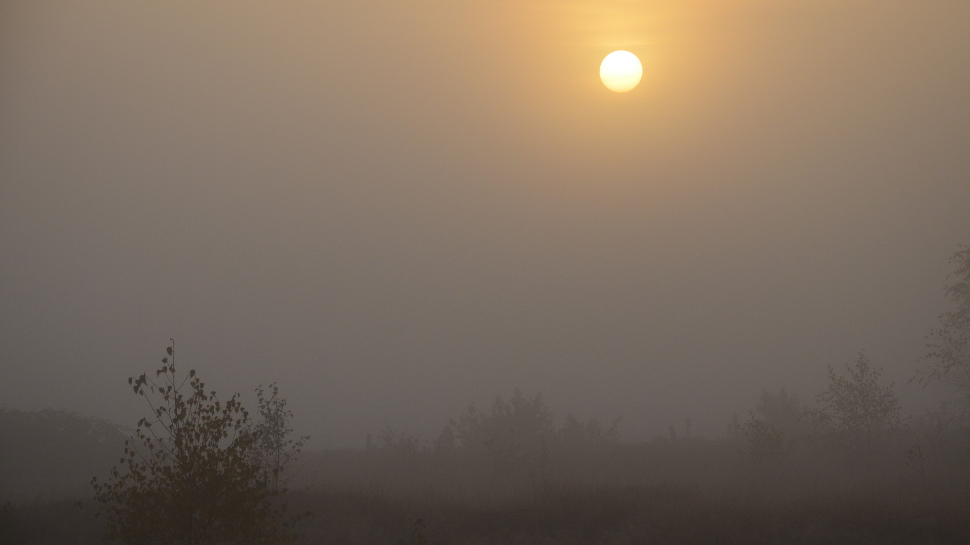 Nebel Morgen