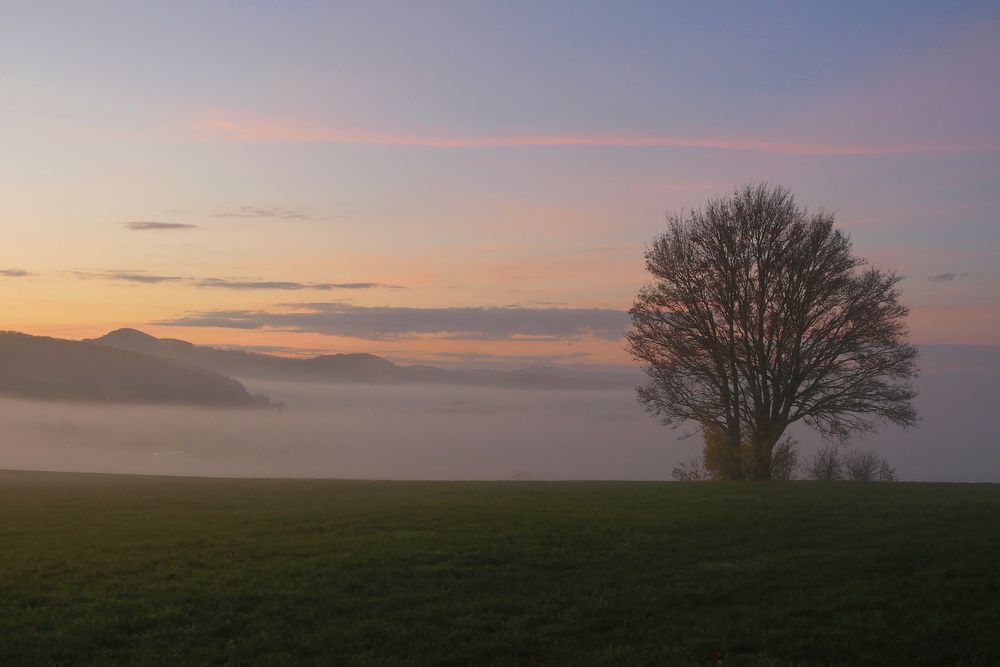 Nebel-Morgen...