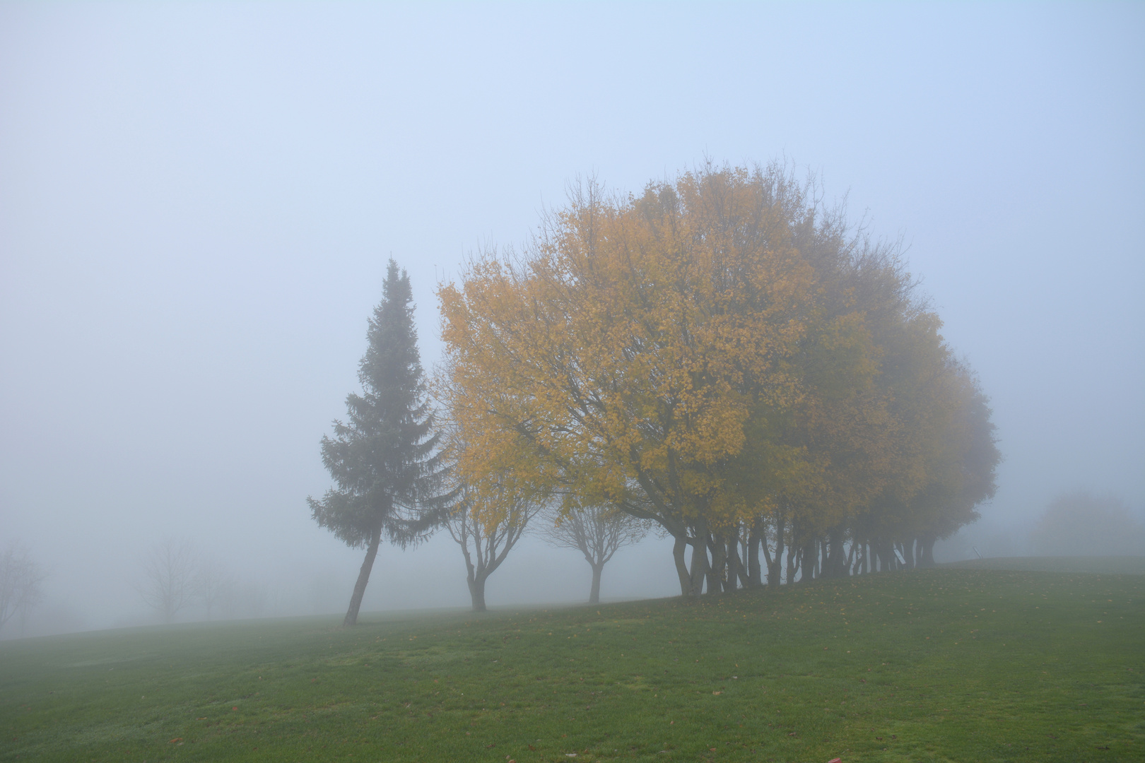 Nebel-Morgen... 