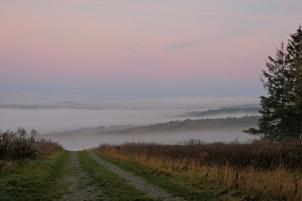 Nebel-Morgen...