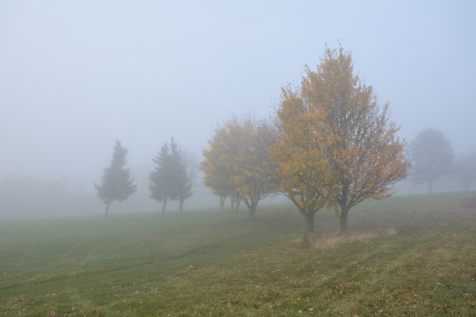 Nebel-Morgen... 