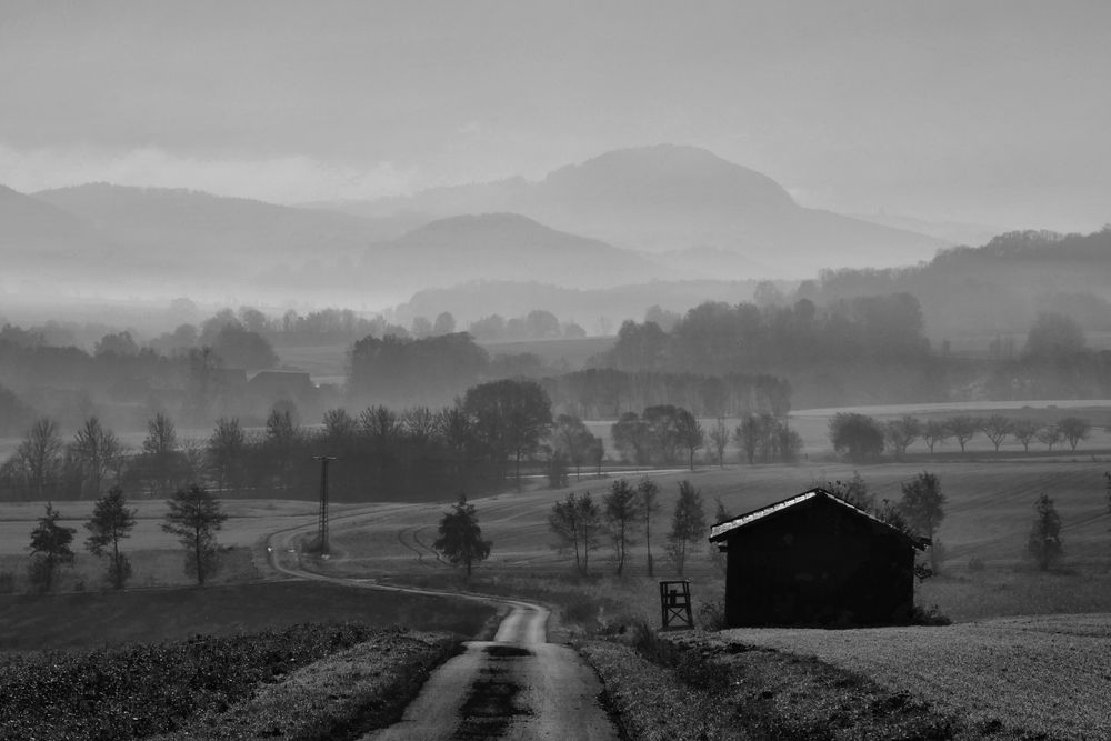 Nebel-Morgen...