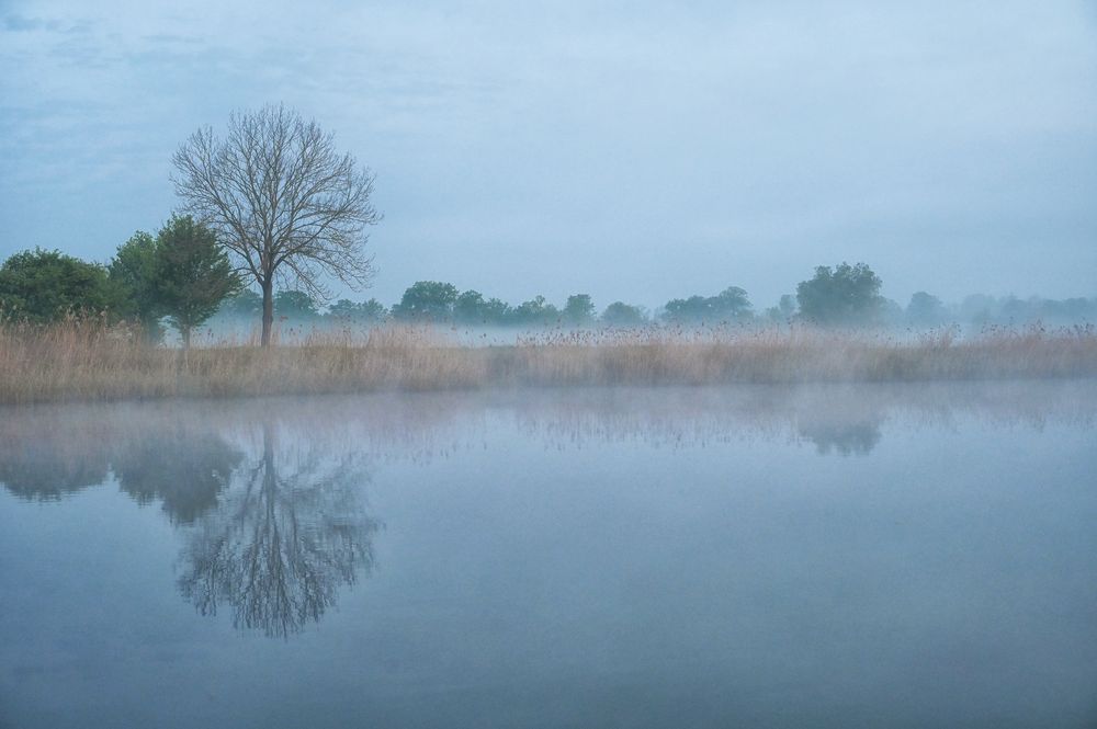 Nebel-Morgen...