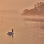 Nebel - Morgen