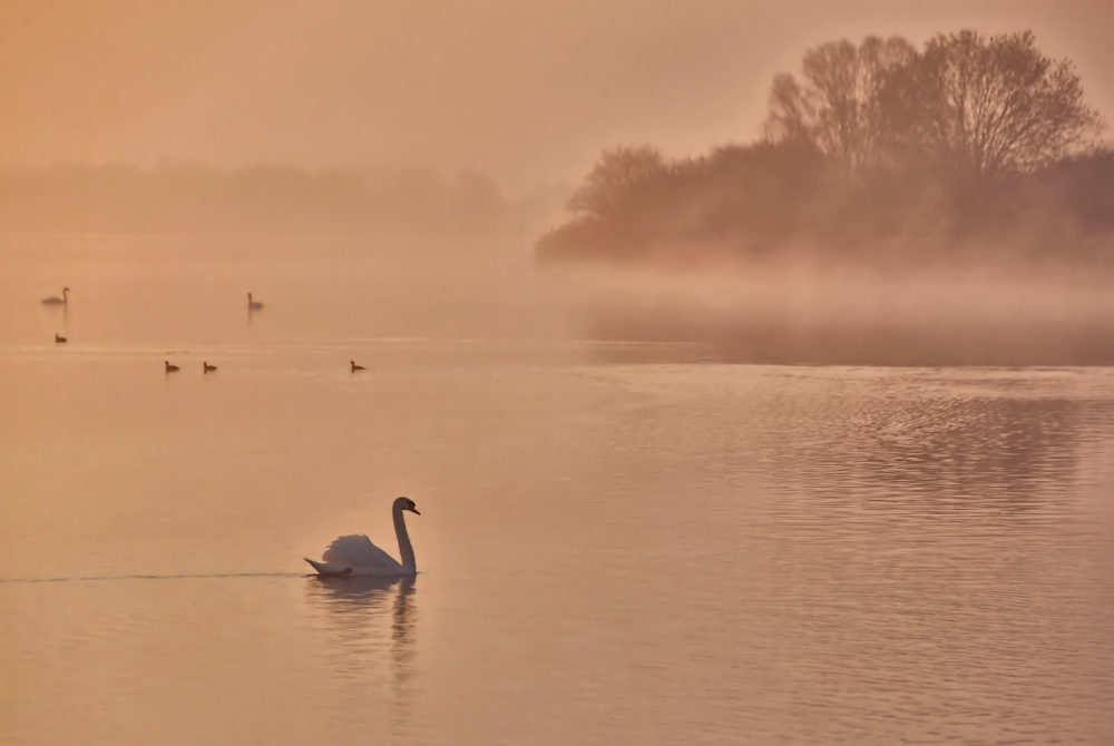 Nebel - Morgen