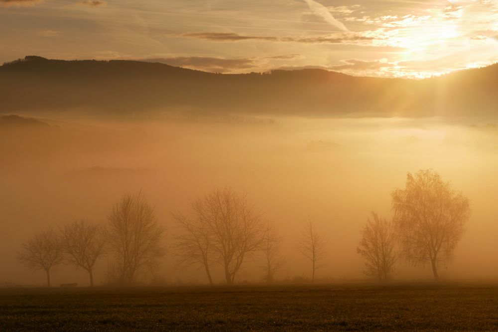 Nebel-Morgen...