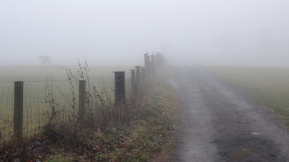 Nebel - Morgen