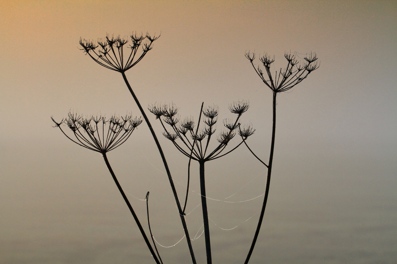 Nebel - Morgen