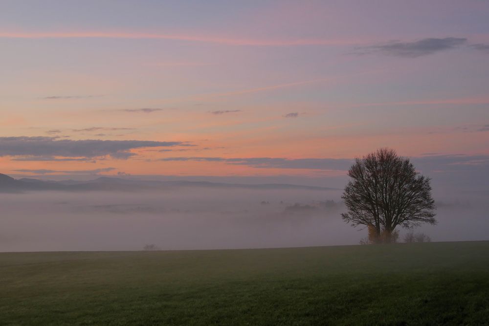 Nebel-Morgen...