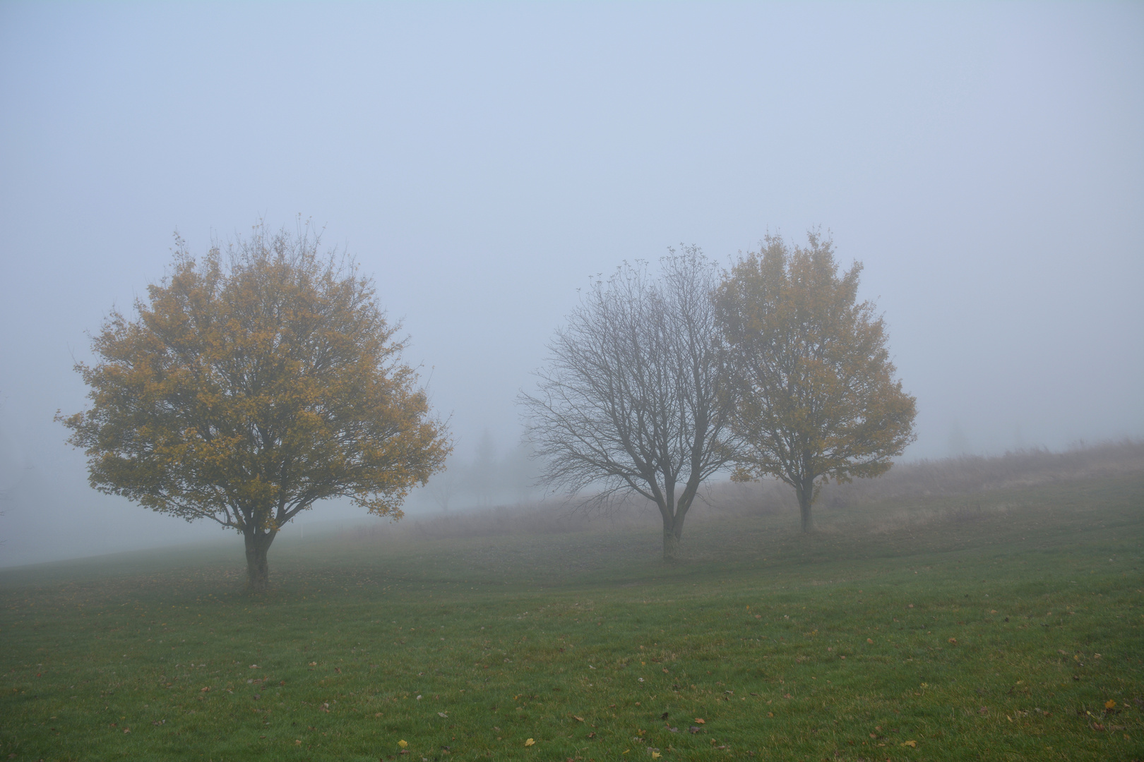 Nebel-Morgen... 