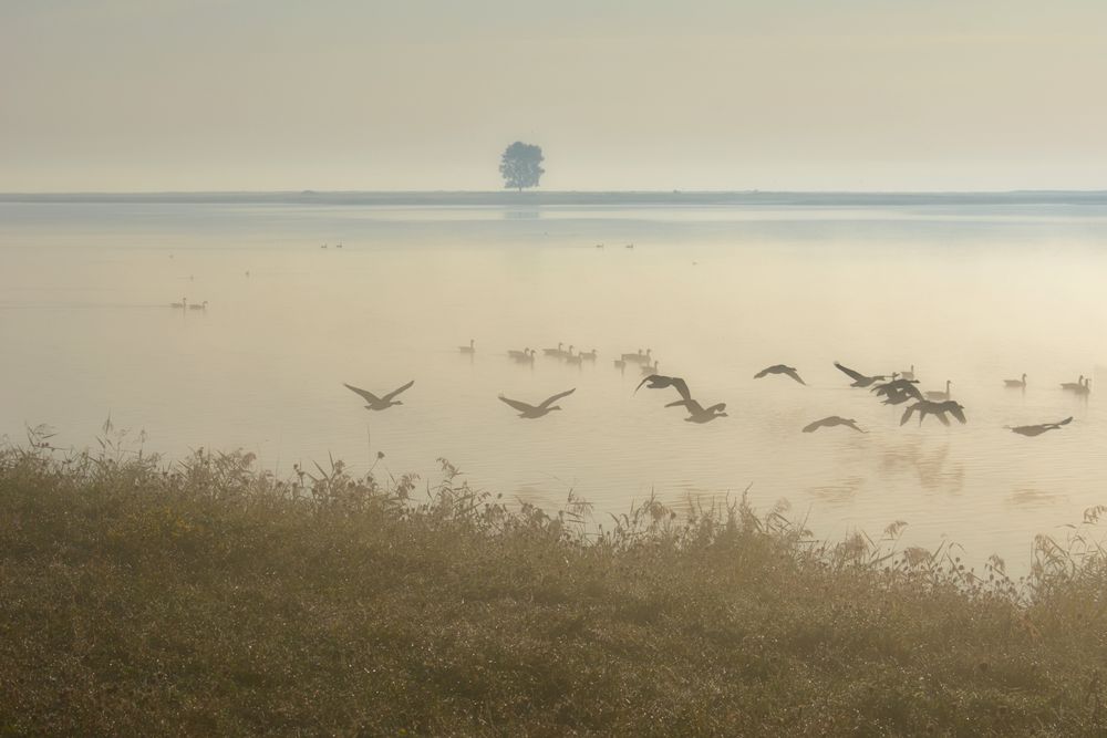 Nebel-Morgen...