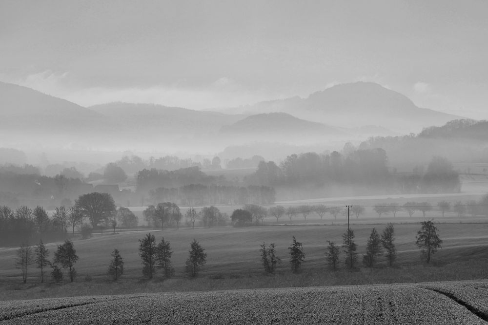 Nebel-Morgen...