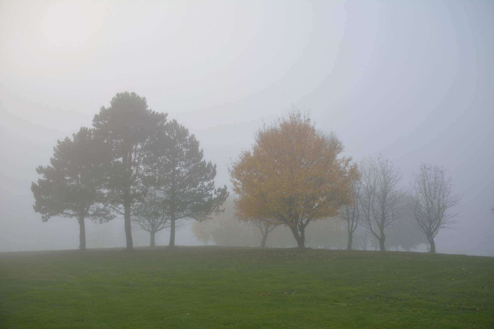 Nebel-Morgen... 