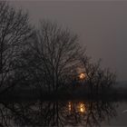 Nebel n den Niersauen ..... am Niederrhein